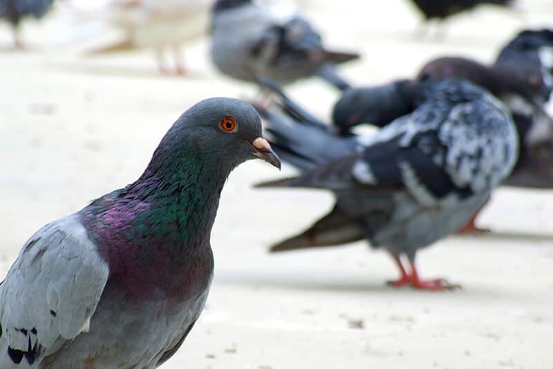 Pigeon Control